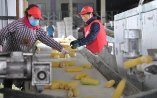 玉米科技说 玉米科技锁鲜，只用3小时