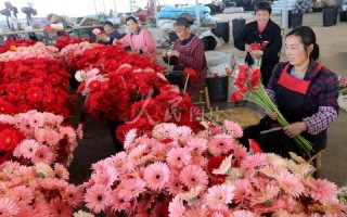 四川源彩科技 峨山：双江街道特色花卉助农增收