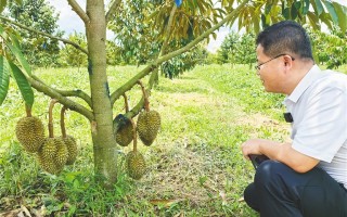 爱榴莲科技 主打“树上熟” 种植更智慧 国产榴莲的“科技范儿”