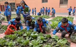 同济科技小制作 “一米菜园”为何成为校园网红打卡地？同济大学附属实验中小学创新劳动贯通课