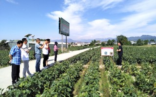 中原科技市场营销 药都焕新│从实验室到田间再到市场，新乡金银花产业峰会构建全产业链创新生态
